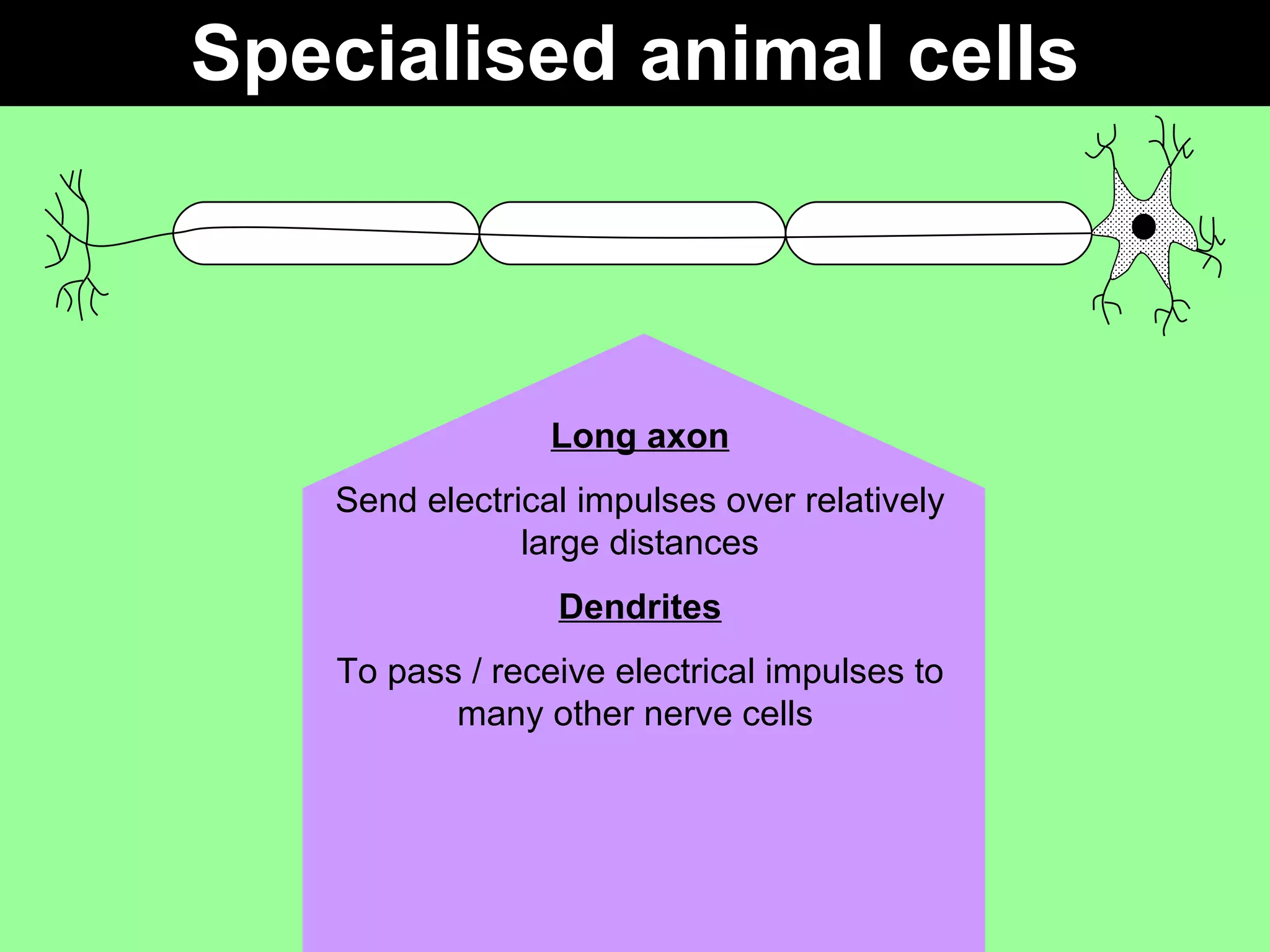Specialised animal cells Long axon Send electrical impulses over relatively large distances Dendrites To pass / receive electrical impulses to many other nerve cells  