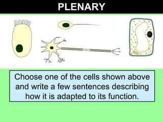 PLENARY Choose one of the cells shown above and write a few sentences describing how it is adapted to its function. 