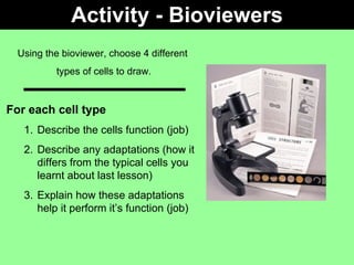 Activity - Bioviewers Using the bioviewer, choose 4 different  types of cells to draw. For each cell type   Describe the cells function (job) Describe any adaptations (how it differs from the typical cells you learnt about last lesson) Explain how these adaptations help it perform it’s function (job) 
