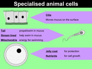 Specialised animal cells Cilia Moves mucus on the surface Tail propel/swim in mucus Stream lined help swim in mucus Mitochondria energy for swimming Jelly coat for protection  Nutrients for cell growth 