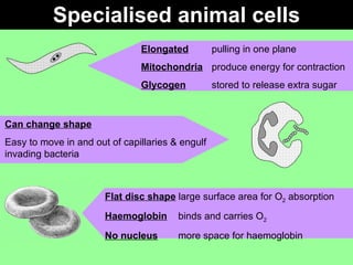 Specialised animal cells Elongated pulling in one plane Mitochondria produce energy for contraction Glycogen stored to release extra sugar Can change shape Easy to move in and out of capillaries & engulf invading bacteria Flat disc shape   large surface area for O 2  absorption Haemoglobin  binds and carries O 2 No nucleus  more space for haemoglobin 