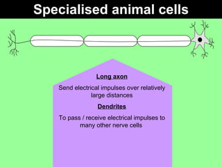 Specialised animal cells Long axon Send electrical impulses over relatively large distances Dendrites To pass / receive electrical impulses to many other nerve cells  