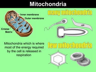 Mitochondria Mitochondria which is where most of the energy required by the cell is released in respiration  many mitochondria few mitochondria Inner membrane Outer membrane Cristae Matrix 