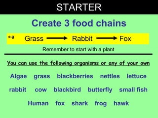 STARTER ,[object Object],e.g Remember to start with a plant Algae  grass  blackberries  nettles  lettuce rabbit  cow  blackbird  butterfly  small fish Human  fox  shark  frog  hawk You can use the following organisms or any of your own Grass  Rabbit Fox 