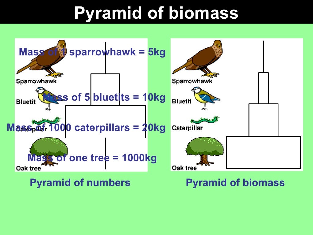 GCSE Biology Food chains webs and pyramids