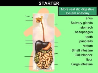 teeth Salivary glands oesophagus Gall bladder liver Large intestine anus rectum Small intestine pancreas stomach Label this diagram of the  DIGESTIVE SYSTEM STARTER More realistic digestive system anatomy 