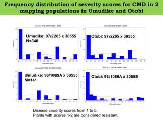 Umudike: 97/2205 x 30555
N=340
Frequency distribution of severity scores for CMD in 2
mapping populations in Umudike and O...