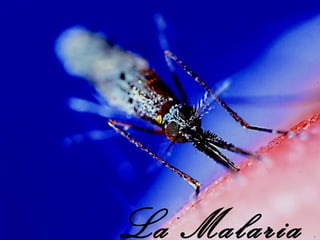 La Malaria .
 