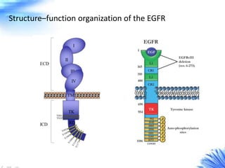 Structure–function organization of the EGFR
 