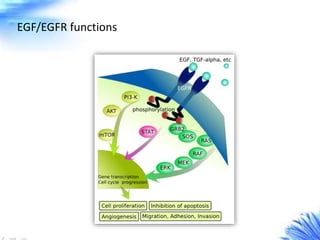 EGF/EGFR functions
 