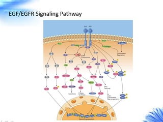 EGF/EGFR Signaling Pathway
 
