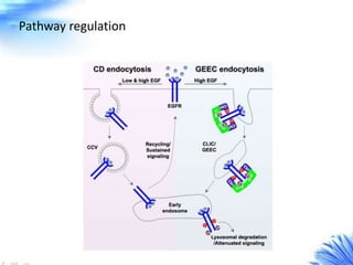 Pathway regulation
 
