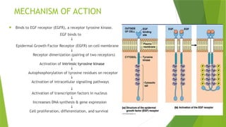 Comprehensive Overview of Epidermal Growth Factor (EGF) Roles and ...