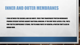 INNER AND OUTER MEMBRANES
• LYING BETWEEN THE EGGSHELL AND EGG WHITE, THESE TWO TRANSPARENTPROTEIN MEMBRANES
PROVIDE EFFICIENT DEFENSE AGAINST BACTERIAL INVASION. IF YOU GIVE THESE LAYERS A TUG, YOU’LL
FIND THEY’RE SURPRISINGLY STRONG. THEY’RE MADE PARTLY OF KERATIN, A PROTEIN THAT’S ALSO IN
HUMAN HAIR.
 