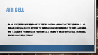 AIR CELL
• AN AIR SPACE FORMS WHEN THE CONTENTS OF THE EGG COOL AND CONTRACT AFTER THE EGG IS LAID.
THE AIR CELL USUALLY RESTS BETWEEN THE OUTER AND INNER MEMBRANESAT THE EGG’S LARGER END,
AND IT ACCOUNTS FOR THE CRATER YOU OFTEN SEE AT THE END OF A HARD-COOKED EGG. THE AIR CELL
GROWS LARGER AS AN EGG AGES.
 