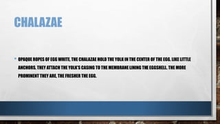 CHALAZAE
• OPAQUE ROPES OF EGG WHITE, THE CHALAZAE HOLD THE YOLK IN THE CENTER OF THE EGG. LIKE LITTLE
ANCHORS, THEY ATTACH THE YOLK’S CASING TO THE MEMBRANE LINING THE EGGSHELL. THE MORE
PROMINENT THEY ARE, THE FRESHER THE EGG.
 