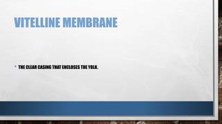 VITELLINE MEMBRANE
• THE CLEAR CASING THAT ENCLOSES THE YOLK.
 
