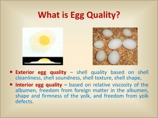 Egg Shell Cleaniness Egg Quality1 | PPT