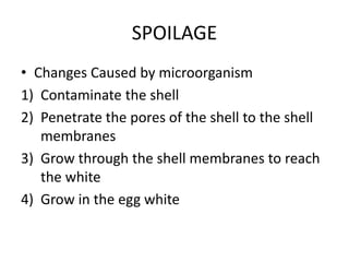 SPOILAGE
• Changes Caused by microorganism
1) Contaminate the shell
2) Penetrate the pores of the shell to the shell
membranes
3) Grow through the shell membranes to reach
the white
4) Grow in the egg white
 