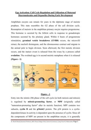 Dr. Shoeb Ahmad (Assistant Professor), AKI’s Poona College of Arts, Science & Commerce, Camp, Pune-01, Maharashtra Page 1
Egg Activation: Cell Cycle Regulation and Utilization of Maternal
Macromolecules and Organelles During Early Development
Amphibain oocytes can remain for years in the diplotene stage of meiotic
prophase. This state resembles the G2 phase of the cell division cycle.
Resumption of meiosis in the amphibian primary oocyte requires progesterone.
This hormone is secreted by the follicle cells in response to gonadotropic
hormones secreted by the pituitary gland. Within 6 hours of progesterone
stimulation, germinal vesicle breakdown (GVBD) occurs, the microvilli
retract, the nucleoli disintegrate, and the chromosomes contract and migrate to
the animal pole to begin division. Soon afterward, the first meiotic division
occurs, and the mature ovum is released from the ovary by a process called
ovulation. The ovulated egg is in second meiotic metaphase when it is released
(Figure - 1)
Figure – 1
Entry into the mitotic (M) phase of the cell cycle (in both meiosis and mitosis)
is regulated by mitosis-promoting factor, or MPF (originally called
"maturation-promoting factor" after its meiotic function). MPF contains two
subunits, cyclin B and the p34cdc2 protein. The p34 protein is a cyclin-
dependent-kinase its activity is dependent upon the presence of cyclin. Since all
the components of MPF are present in the amphibian oocyte, it is generally
 