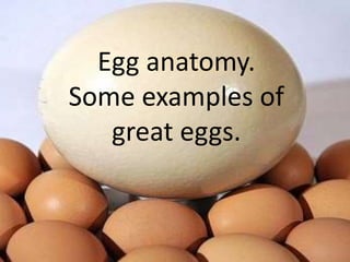 Egg anatomy.
Some examples of
great eggs.
 