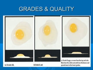 Egg basic