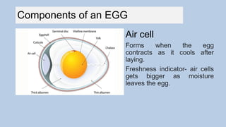 Topic1: The Chicken Egg Biology and Development | PPTX