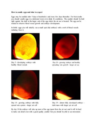 Chicken Embryo Development Candling