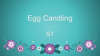 Egg Candling
S1
 