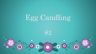 Egg Candling
S2
 