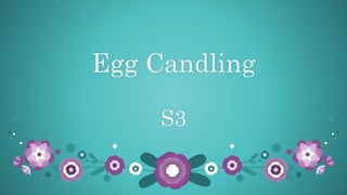 Egg Candling
S3
 