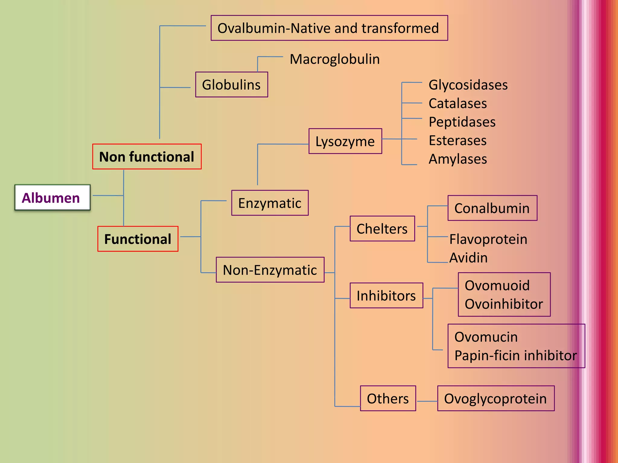 Albumen
Non functional
Functional
Ovalbumin-Native and transformed
Globulins
Macroglobulin
Lysozyme
Glycosidases
Catalases
Peptidases
Esterases
Amylases
Enzymatic
Non-Enzymatic
Chelters
Conalbumin
Flavoprotein
Avidin
Inhibitors
Ovomuoid
Ovoinhibitor
Ovomucin
Papin-ficin inhibitor
Others Ovoglycoprotein
 