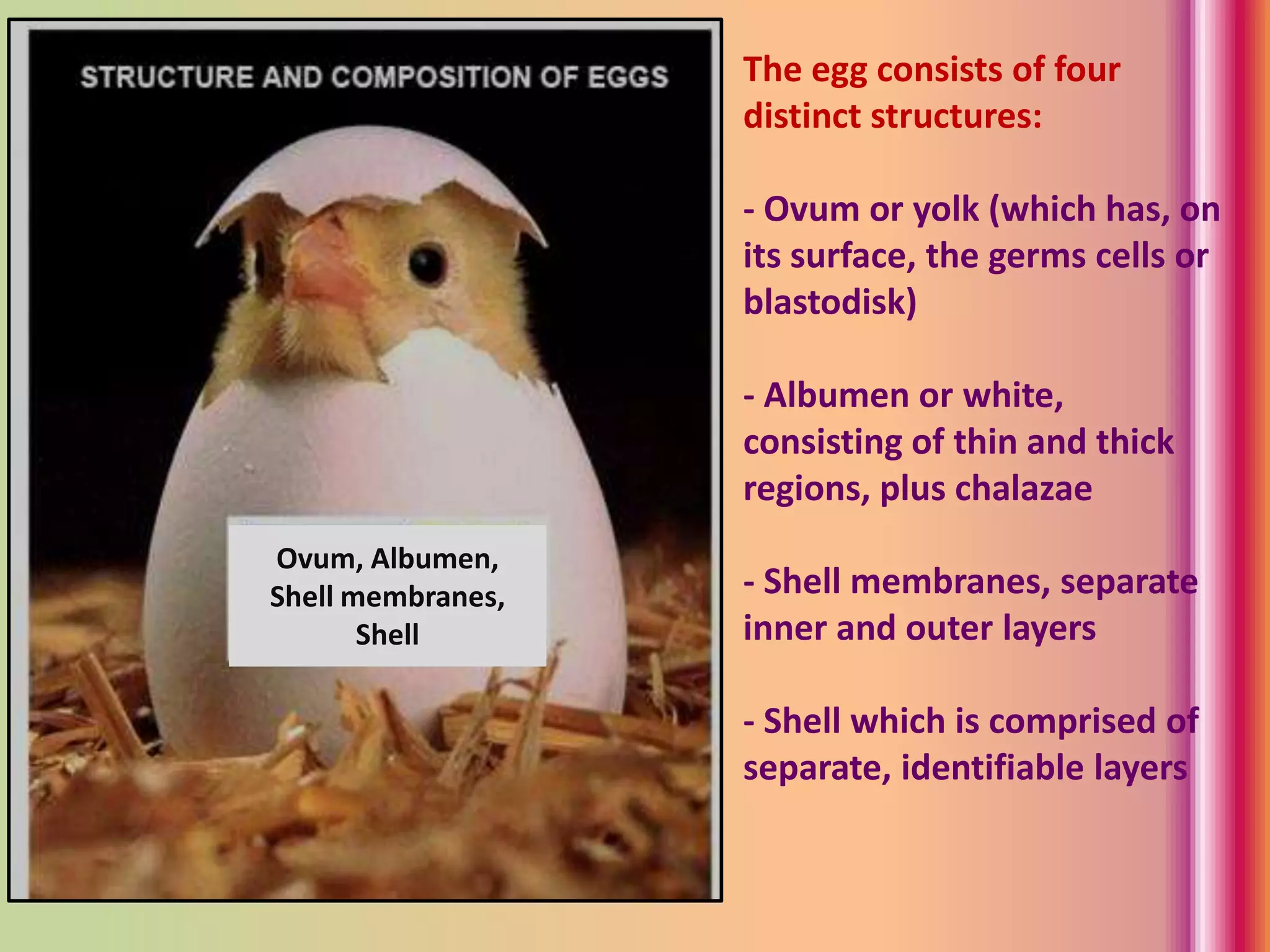 The egg consists of four
distinct structures:
- Ovum or yolk (which has, on
its surface, the germs cells or
blastodisk)
- Albumen or white,
consisting of thin and thick
regions, plus chalazae
- Shell membranes, separate
inner and outer layers
- Shell which is comprised of
separate, identifiable layers
Ovum, Albumen,
Shell membranes,
Shell
 
