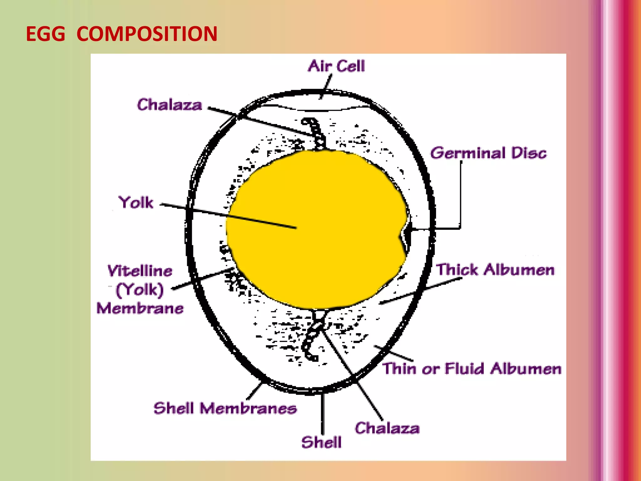 EGG COMPOSITION
 