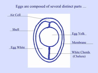 Shell
Membrane
Egg White
Egg Yolk
White Chords
Air Cell
Eggs are composed of several distinct parts …
(Chalaza)
 