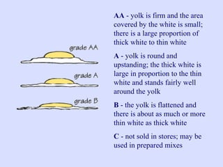 AA - yolk is firm and the area
covered by the white is small;
there is a large proportion of
thick white to thin white
A - yolk is round and
upstanding; the thick white is
large in proportion to the thin
white and stands fairly well
around the yolk
B - the yolk is flattened and
there is about as much or more
thin white as thick white
C - not sold in stores; may be
used in prepared mixes
 