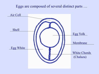 Shell
Membrane
Egg White
Egg Yolk
White Chords
Air Cell
Eggs are composed of several distinct parts …
(Chalaza)
 