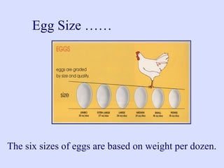 The six sizes of eggs are based on weight per dozen.
Egg Size ……
 