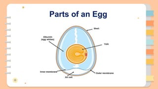 Parts of an Egg
 