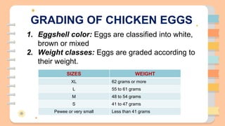 GRADING OF CHICKEN EGGS
1. Eggshell color: Eggs are classified into white,
brown or mixed
2. Weight classes: Eggs are grad...