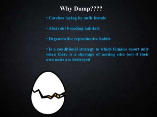 10
Why Dump????
• Careless laying by unfit female
• Aberrant breeding habitats
• Degenerative reproductive habits
• Is a conditional strategy to which females resort only
when there is a shortage of nesting sites (or) if their
own nests are destroyed
 