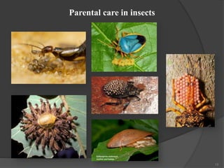 Parental care in insects
13
 