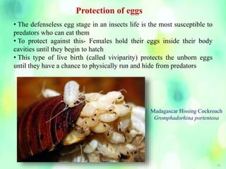 15
Protection of eggs
• The defenseless egg stage in an insects life is the most susceptible to
predators who can eat them
• To protect against this- Females hold their eggs inside their body
cavities until they begin to hatch
• This type of live birth (called viviparity) protects the unborn eggs
until they have a chance to physically run and hide from predators
Madagascar Hissing Cockroach
Gromphadorhina portentosa
 
