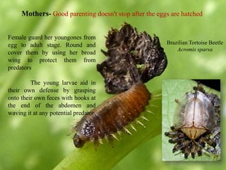 17
Mothers- Good parenting doesn't stop after the eggs are hatched
Brazilian Tortoise Beetle
Acromis sparsa
Female guard her youngones from
egg to adult stage. Round and
cover them by using her broad
wing to protect them from
predators
The young larvae aid in
their own defense by grasping
onto their own feces with hooks at
the end of the abdomen and
waving it at any potential predator
 