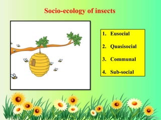 18
Socio-ecology of insects
1. Eusocial
2. Quasisocial
3. Communal
4. Sub-social
 