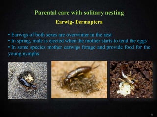 Parental care with solitary nesting
19
Earwig- Dermaptera
• Earwigs of both sexes are overwinter in the nest
• In spring, male is ejected when the mother starts to tend the eggs
• In some species mother earwigs forage and provide food for the
young nymphs
Parental care with solitary nesting
 