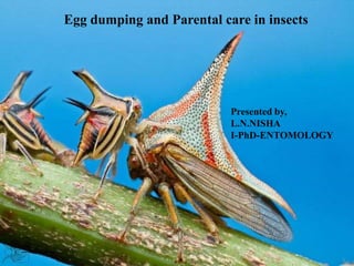 2
Egg dumping and Parental care in insects
Presented by,
L.N.NISHA
I-PhD-ENTOMOLOGY
 