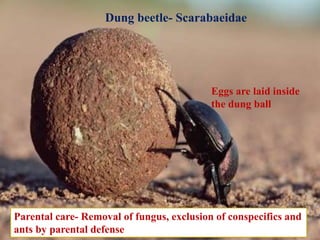 Dung beetle- Scarabaeidae
20
Eggs are laid inside
the dung ball
Parental care- Removal of fungus, exclusion of conspecifics and
ants by parental defense
Dung beetle- Scarabaeidae
 
