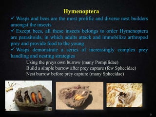 Hymenoptera
21
 Wasps and bees are the most prolific and diverse nest builders
amongst the insects
 Except bees, all these insects belongs to order Hymenoptera
are parasitoids, in which adults attack and immobilize arthropod
prey and provide food to the young
 Wasps demonstrate a series of increasingly complex prey
handling and nesting strategies
Using the preys own burrow (many Pompilidae)
Build a simple burrow after prey capture (few Sphecidae)
Nest burrow before prey capture (many Sphecidae)
Hymenoptera
 