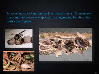 23
In some sub-social nesters such as mason wasps (Eumeninae),
many individuals of one species may aggregate, building their
nests close together
 